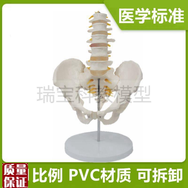 人体腰椎带骨盆模型n正骨针灸教学产后康复家政月嫂培训骶骨尾椎