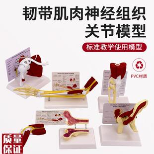 人体关节a附肌肉模型盂肱关节肩锁关节肩峰结构膝关节肌肉解