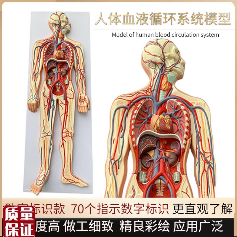 人体血液循环系统模型全身内脏器官解剖教学P教具心脏血管演示模