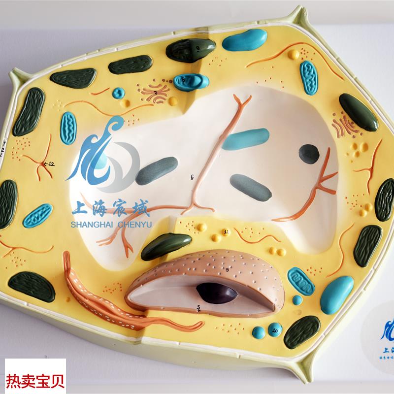 植物细胞分子解剖模型植物解剖S模型科教模型