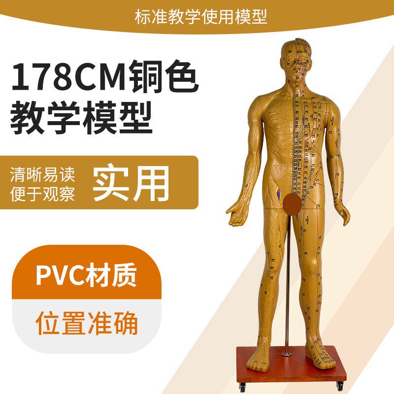 178CMd人体针灸穴位男性模型 中医经络穴位模型针灸医用十二铜人