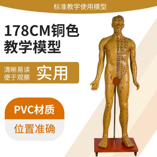 178CMd人体针灸穴位男性模型 中医经络穴位模型针灸医用十二铜人