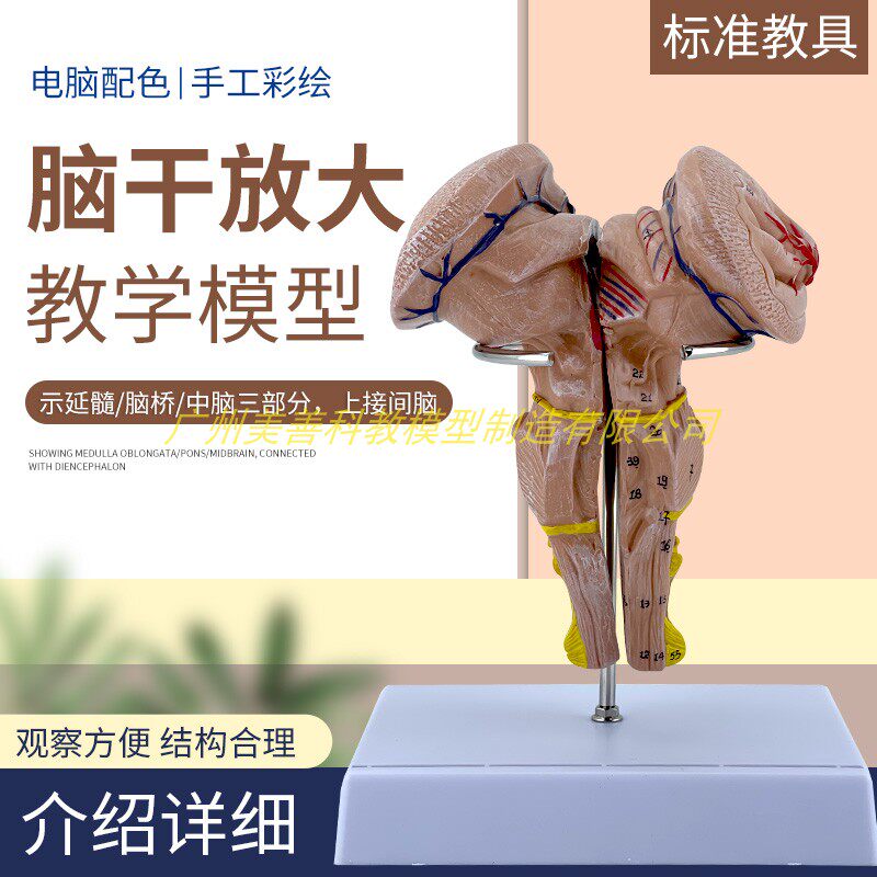 脑干间脑丘脑核团模型人体大脑A神经系统神经科教学教学医学用解