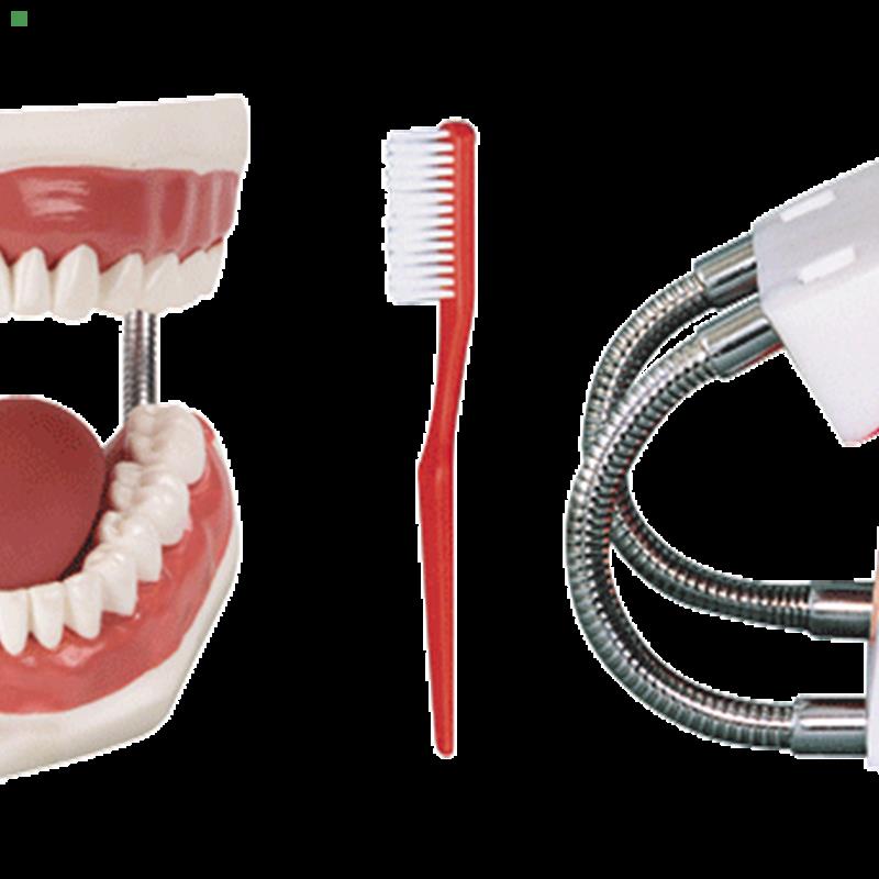 牙护理保健模型/牙齿护理模型/牙齿口腔模型