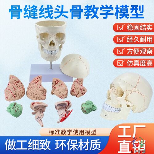 教学仿真1:1自然大头颅骨标本数字标识解L剖仿真骷髅标准头骨模型