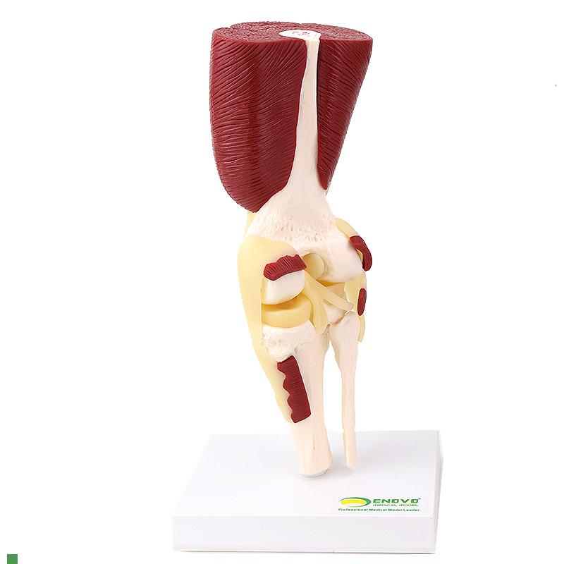 ENOVO颐诺人j体膝关节肌肉群模型膝关节模型滑车关节半月板交叉