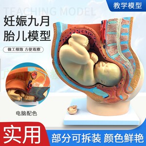 妇科女性盆腔附足月胎儿模型 妊B娠发育九个月胎儿子宫生殖模型