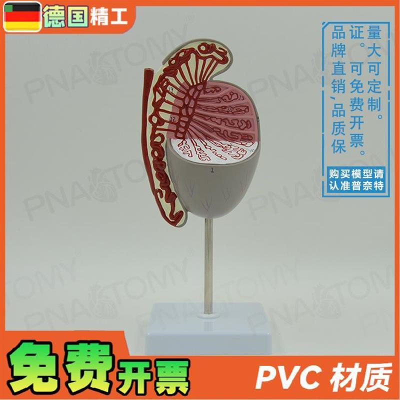 德国】男性生殖系统睾丸结构解剖模型 生殖科男科泌尿科计生展示