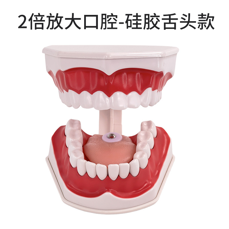 牙齿模型 儿童早教刷牙模型 两倍大可拆卸模型 幼U儿口腔教学模型
