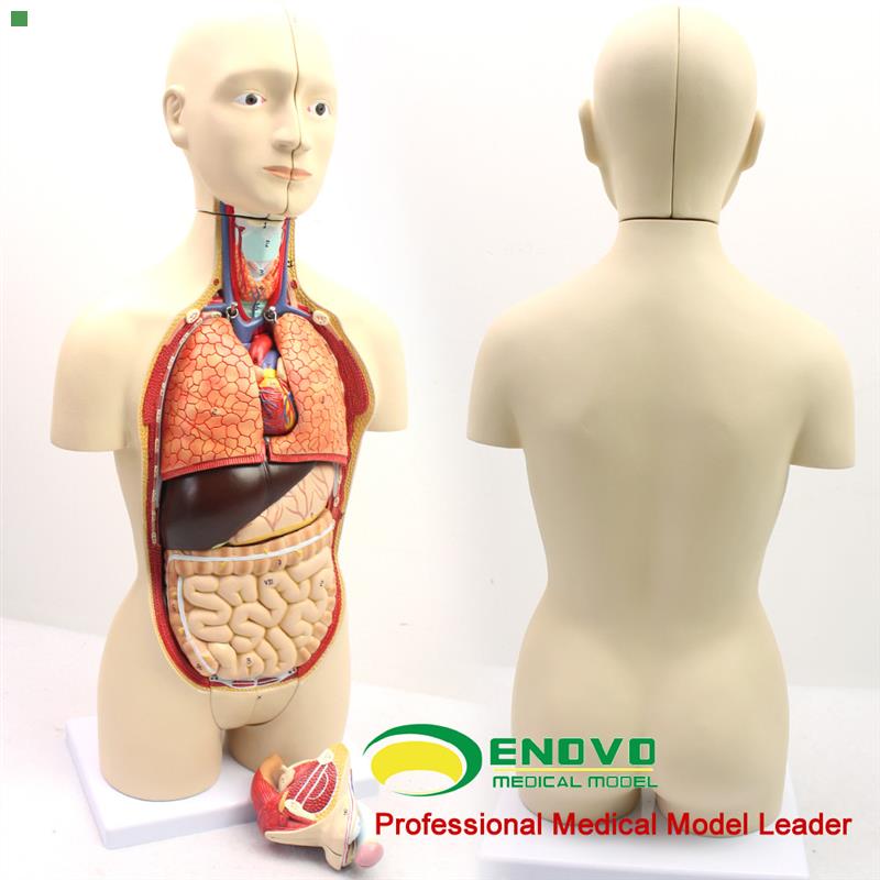 ENOVO颐诺版中型医学人体器官解剖模型青少年男女双性版内脏器官