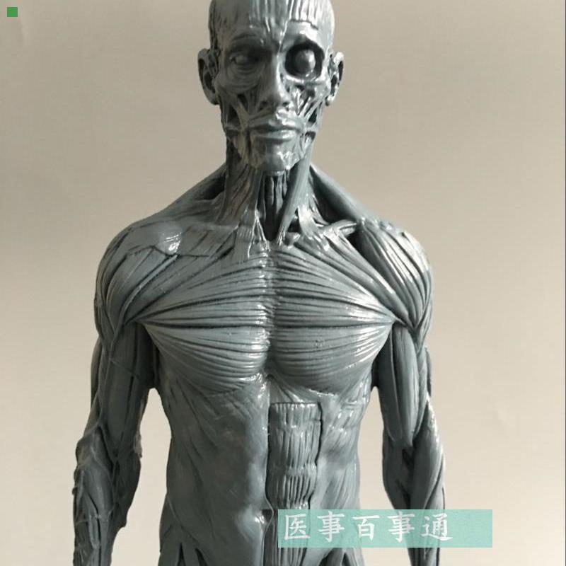 30cm艺用人体模型肌肉骨骼解剖人体结构美术模型CG绘画雕塑肌肉男
