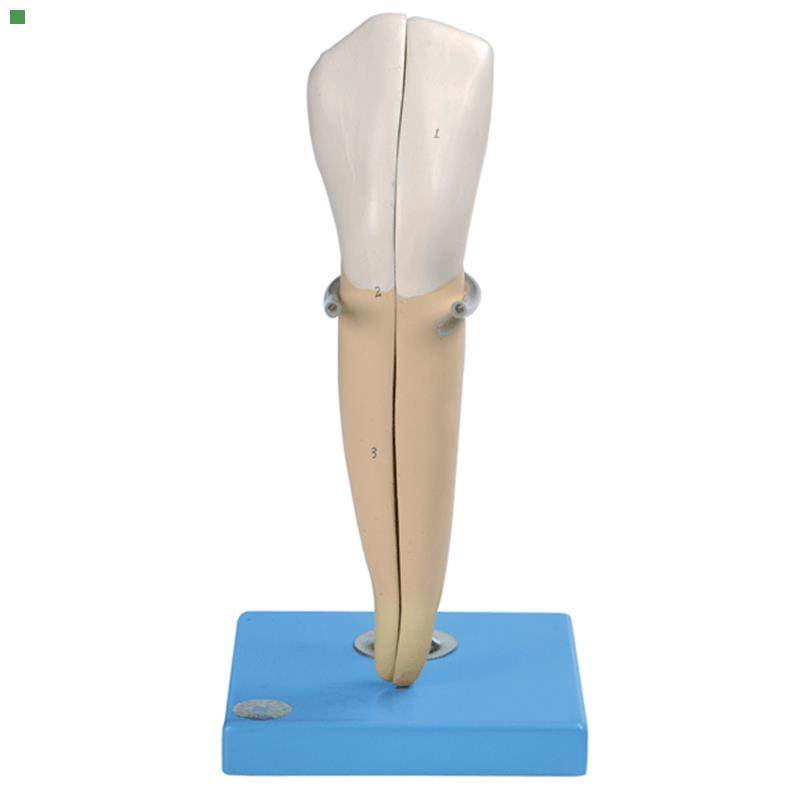 尖牙模型B10004/2