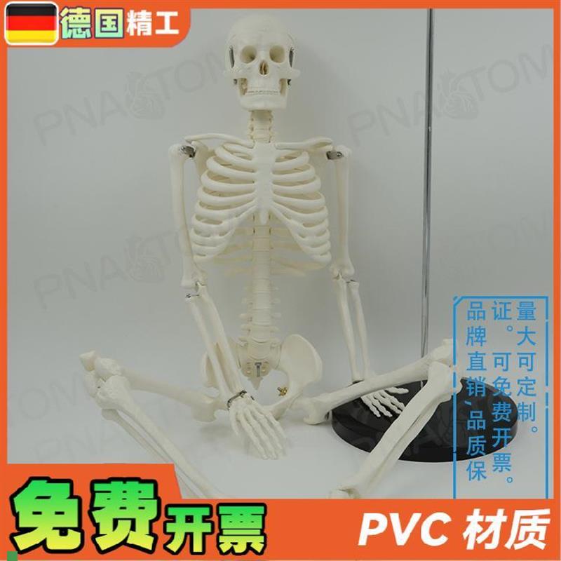 德国】85dcm人体全身骨骼模型可活动可拆卸小白瑜伽正骨疼痛科骨