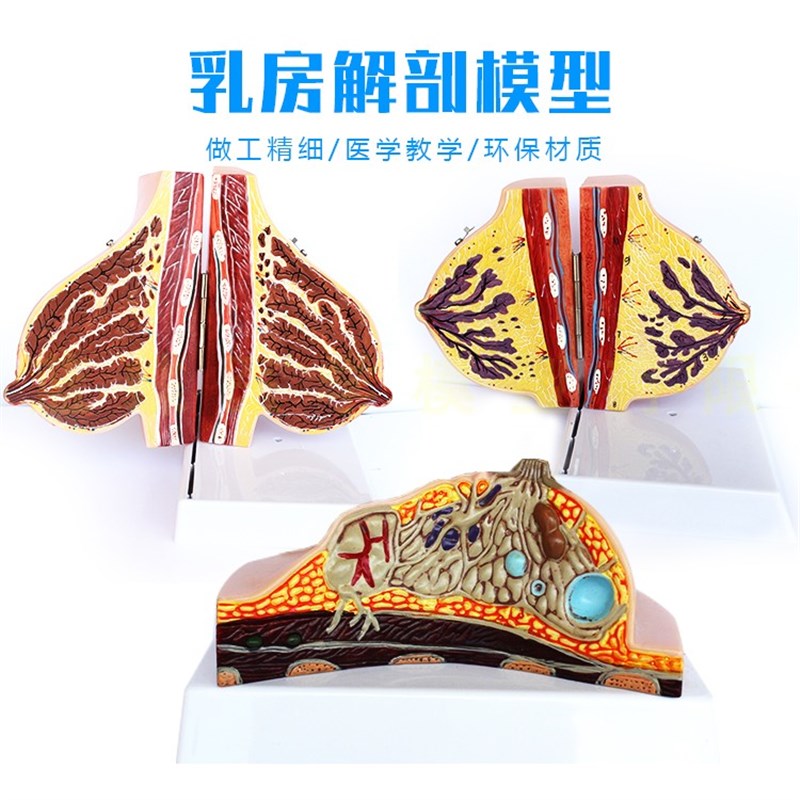 乳房模型胸模型胸部解剖模型静止期哺乳期女性乳房结X构造教学医