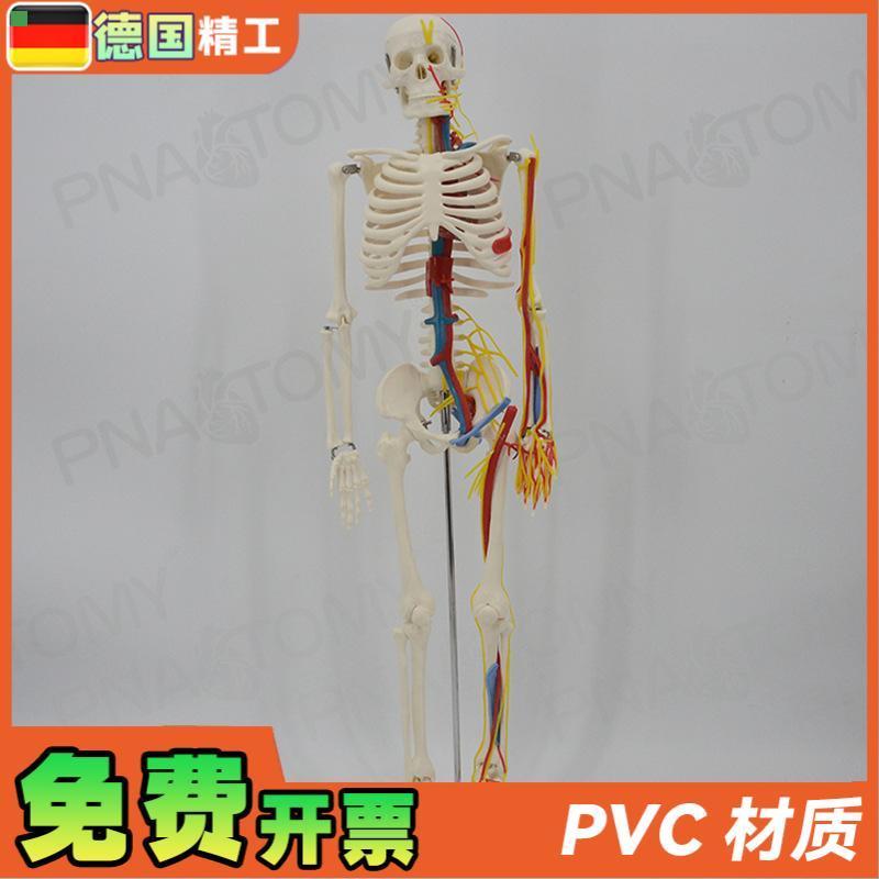 德国】85cm人体骨骼模型带神经血管心脏大脑可拆卸 教学正骨康复