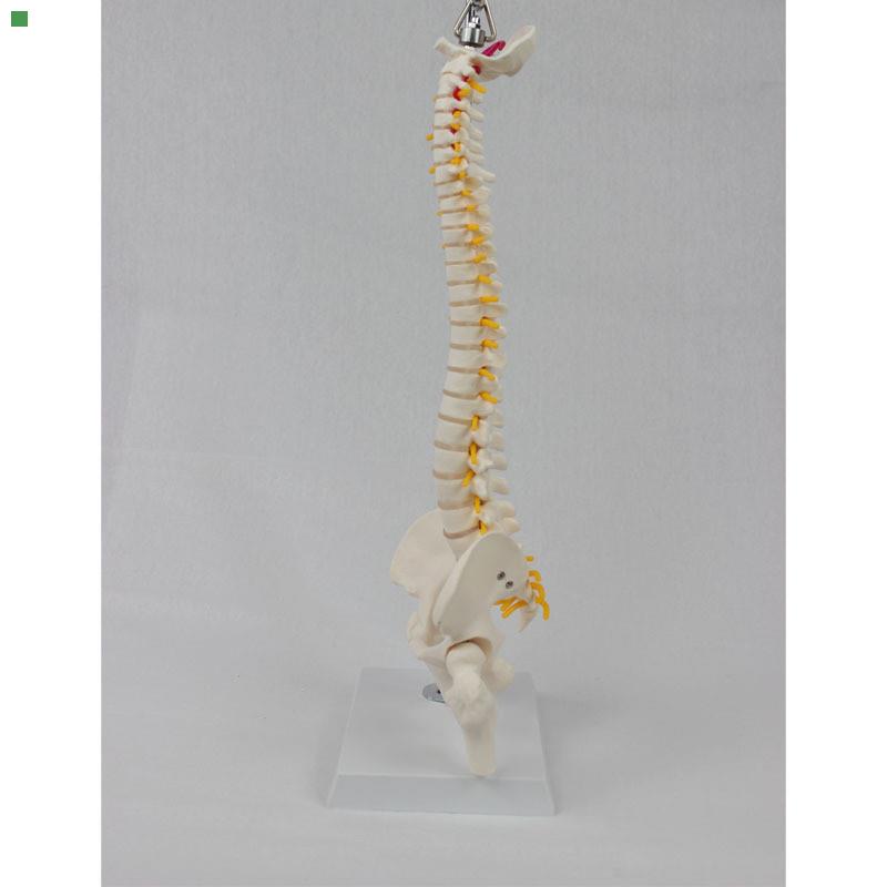 中型脊椎带骨盆腿骨(挂式)模型 医学教学专用用具模具