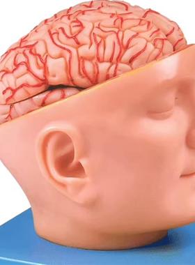 头部附脑和动脉模型GD/A18219人体脑部解剖模型 教学培训专用头部