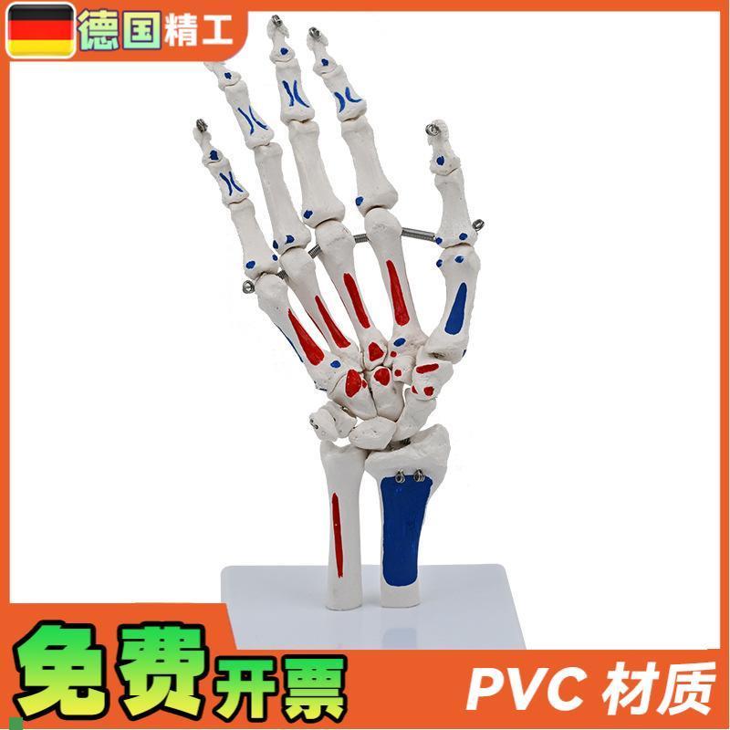 德国】1比1手骨模型人体关节骨骼E医学院校教具展示尺骨桡骨写色