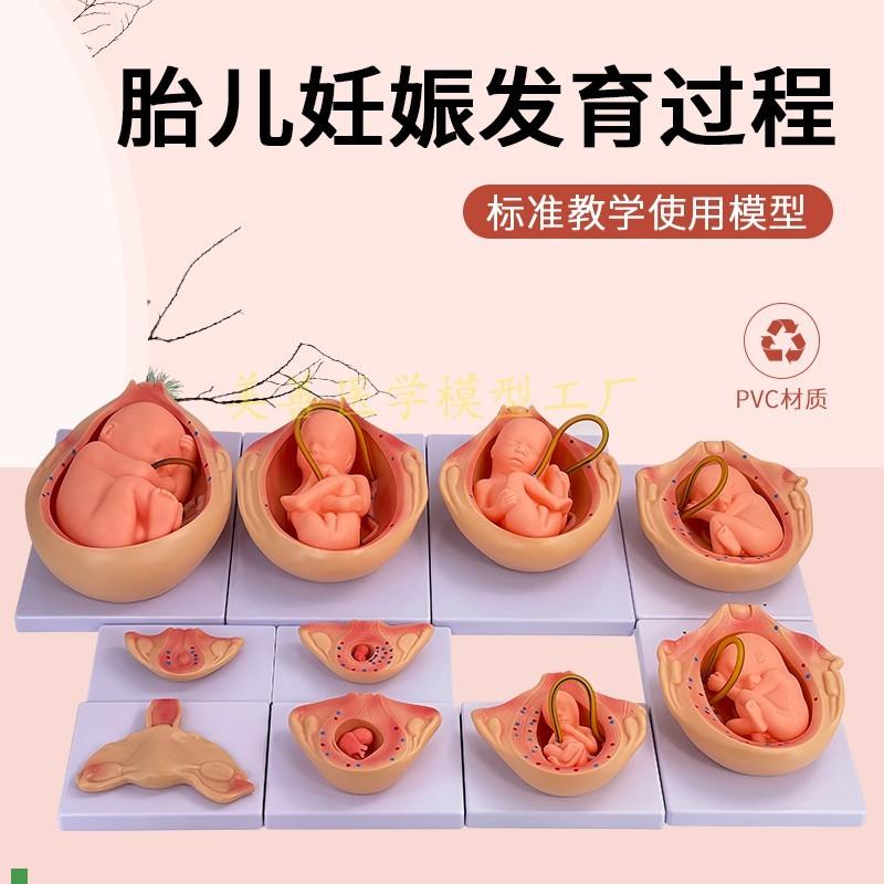 妊娠胚胎发育模型计划生育模型A9个月胎儿发育过程模型10件套