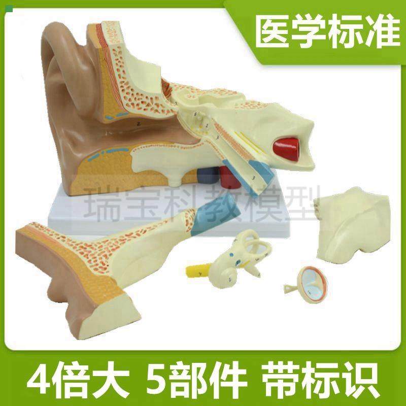 耳朵模型放大4倍拆卸5部件耳蜗迷路半规管鼓膜听小骨听觉位置器官