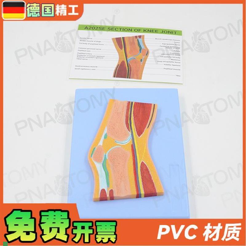 德国】人体MRI膝关节骨骼肌肉剖面构造解剖模型医学骨Z科疼痛科教
