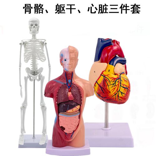 45cm骨骼自然大心脏28ctm躯干教学模型三件套  儿童益智教具可拼