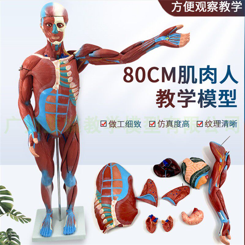 80CM人体e全身肌肉解剖模型 可拆卸27件 人体肌肉构造演示模型