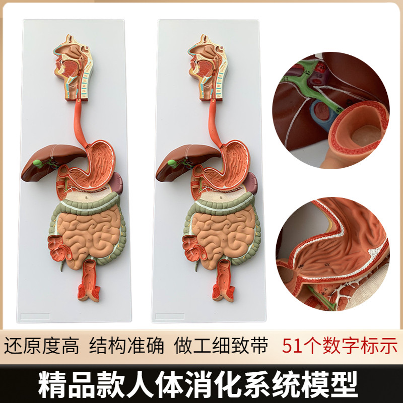人体消化系统模型 鼻咽喉 消化道胃剖面 胃解剖模U型肛肠科大小肠
