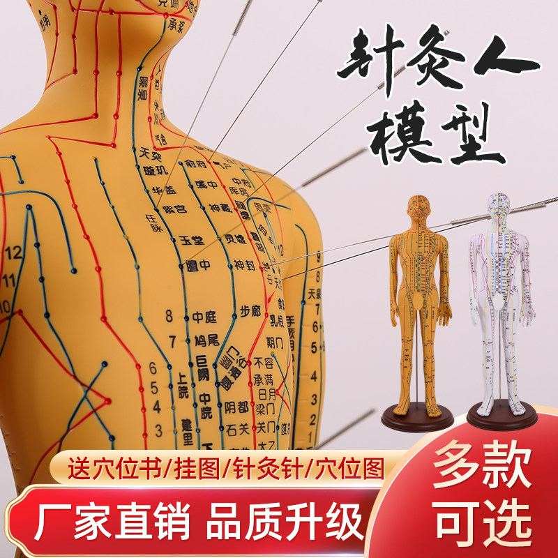 中医针灸穴位模型图全身家用十二经络人体M硅胶模型可扎针小铜皮