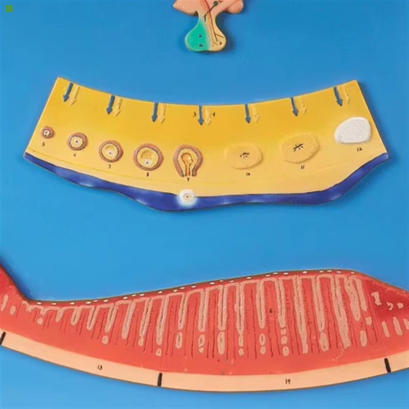 月经周期模型GD/A19003