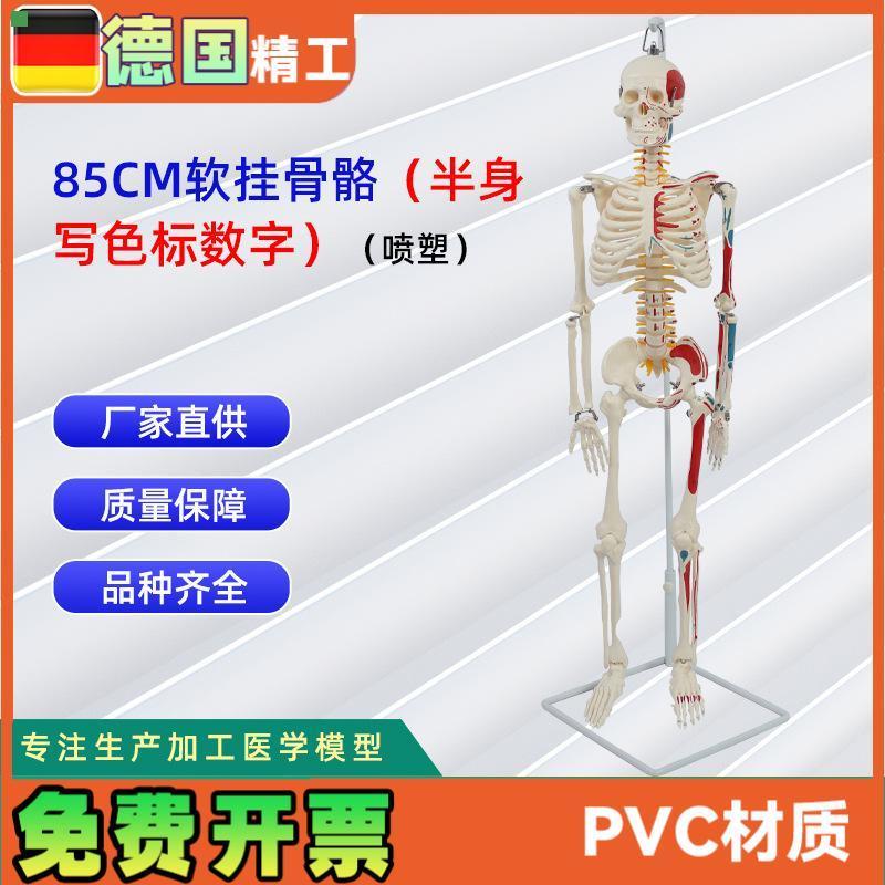 85CM软挂骨骼半身写色标数字喷塑 人体骨骼模型可定