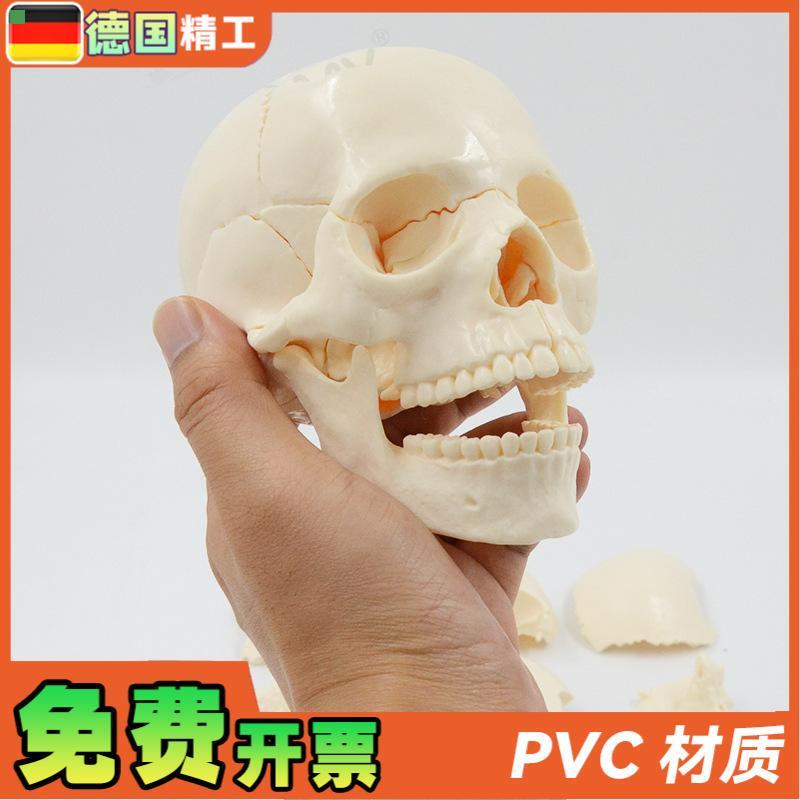 德国】小型可拆白色头骨模型 15部件 中英文说明书 人体头颅骨拼