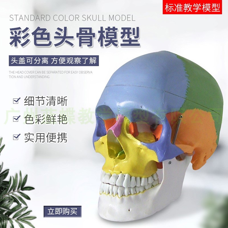 人体头颅骨着色i模型 彩色头骨性分离模型带颈椎上色区分22块区域