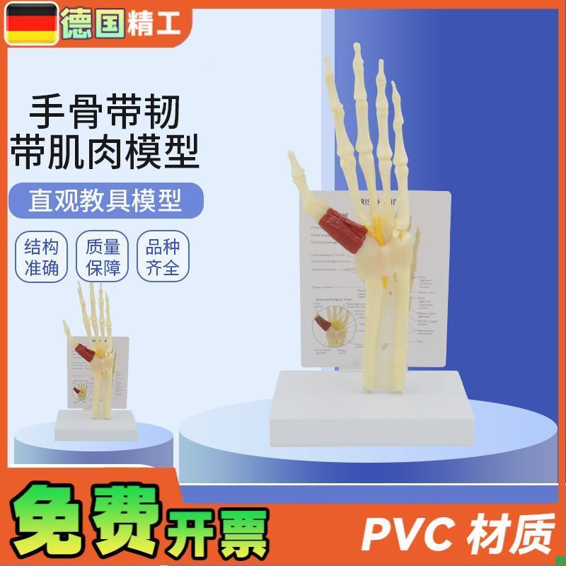 德国】人体手骨模型带韧带肌肉腕关节综合征模Q型腕管综合征尺骨
