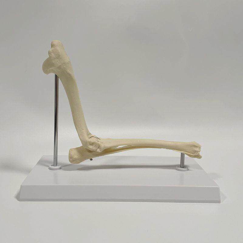 狗骨骼模型肘关节肱骨尺桡骨腿骨肩胛骨肩关节兽R医药促销仿真标