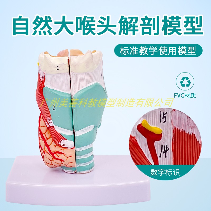 自然大喉头解剖标本喉部血管甲状腺喉头L医学人体喉肌喉软骨模型