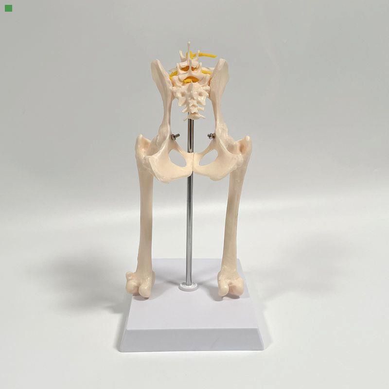 犬骨模型真实倒模骨盆髋关节股骨头功能韧带前肢腿肩关节肘膝仿真