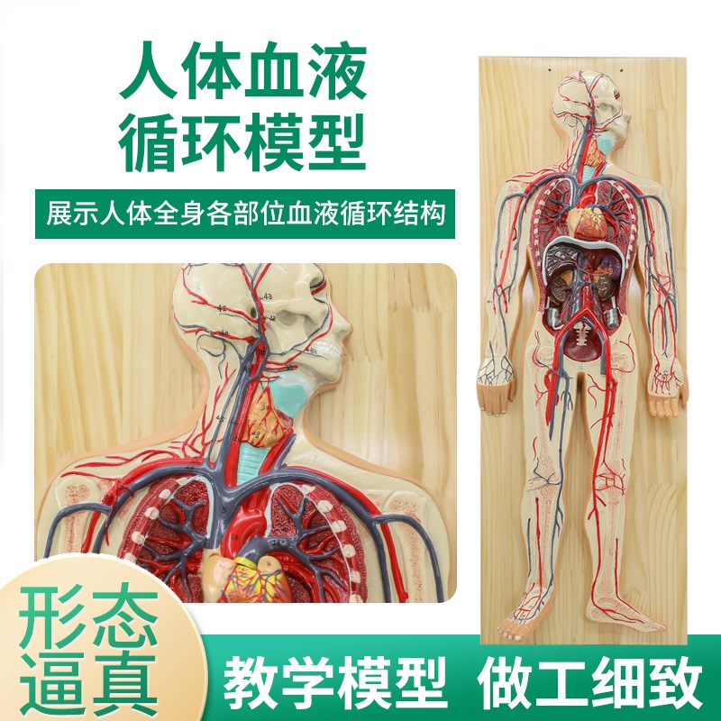 人体血液循环系统k模型内脏心脏器官血管解剖模型医院学校教学教