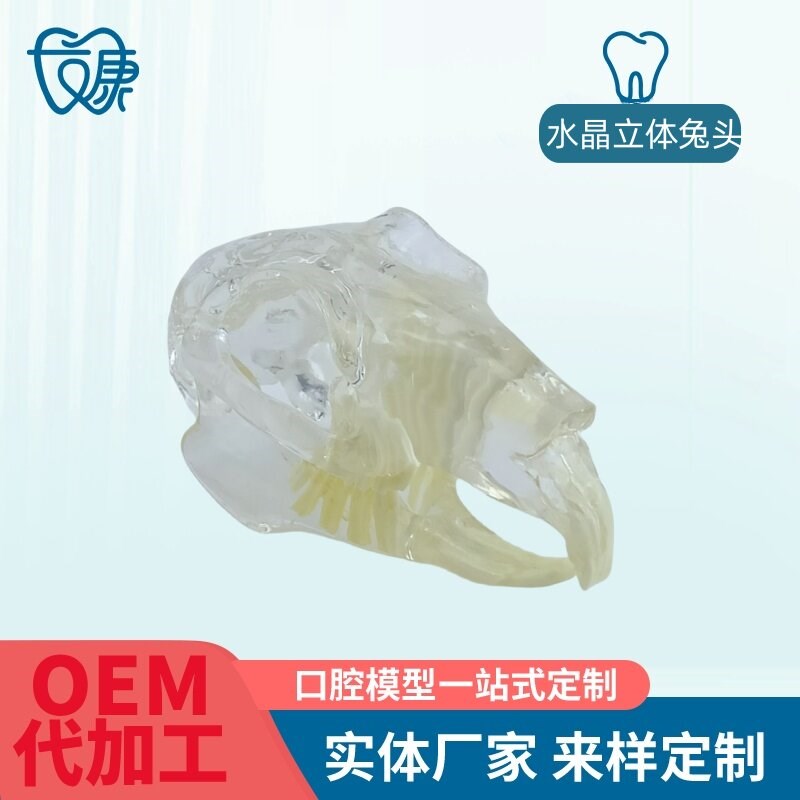 宠物牙齿模型透明狗牙猫牙口腔犬B牙教学演示动物倒模具猫兽医包