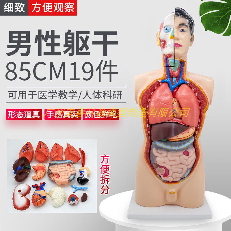 85cm人体男性躯干n模型19件内脏器官肌肉解剖心脏肝脾肺肾医学教