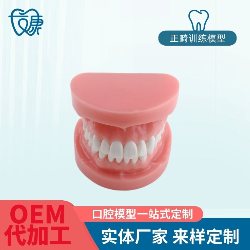 正畸错位牙齿模型牙齿矫正模型厂家直G供口腔教学模型牙齿托槽矫