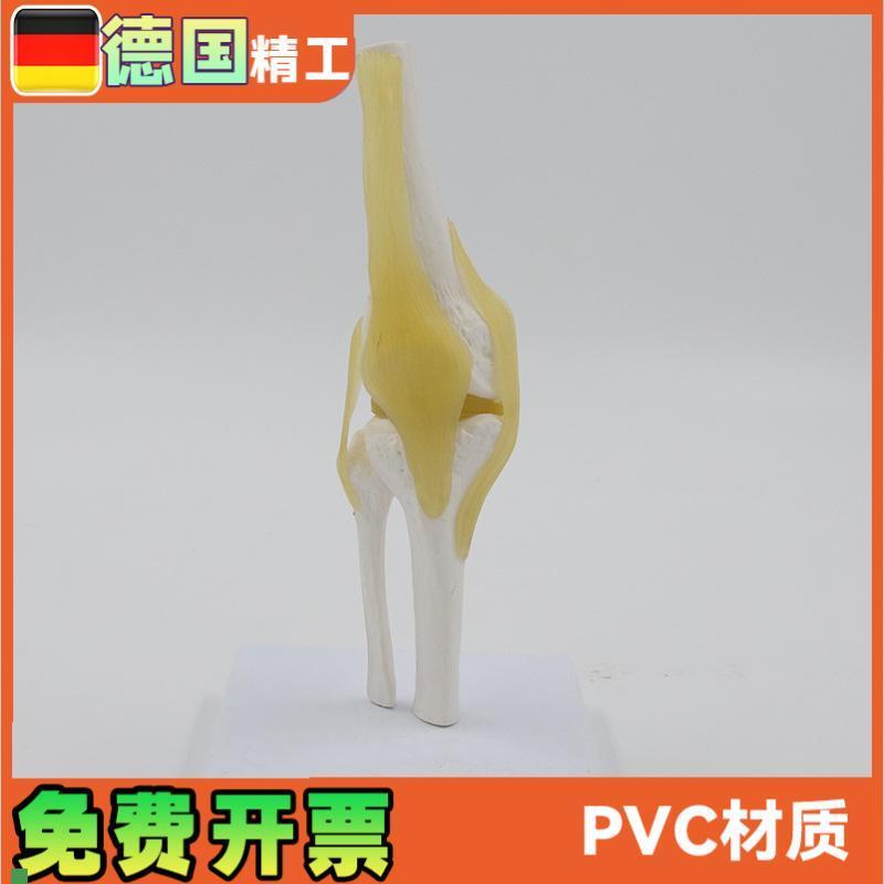 小型膝关节模型可弯曲韧带医学礼品人体骨骼解剖R教具股骨康复骨