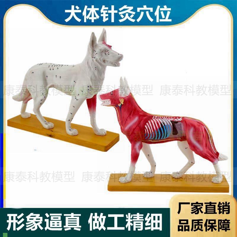 犬体针灸穴位模型狗皮肤肌肉解剖B内脏动物穴位兽医宠物医生教学