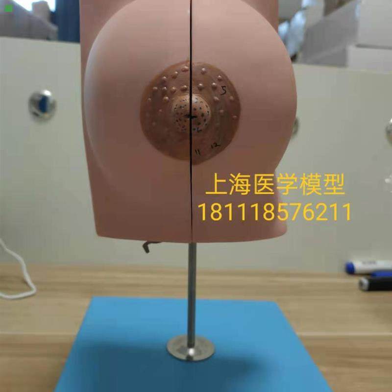 静止期乳房模型  乳房教学模型  哺乳模型GD/A15110