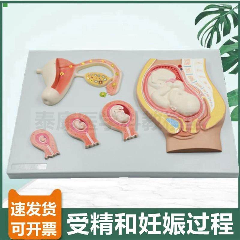 受精卵形成模型精子卵子结合胚胎妊娠发育过程生殖产科教学染色体