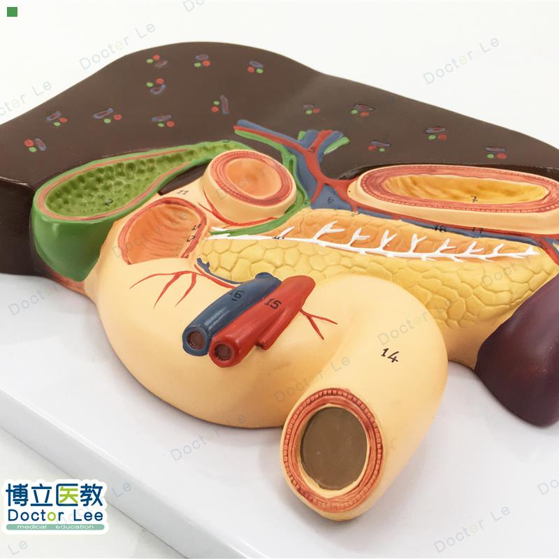 胰脾肝胆十二指肠浮雕模型 肝模型 胰腺模型 十二指肠模型 胃模型