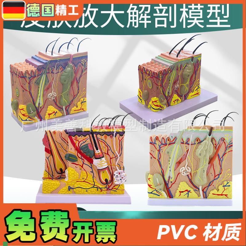 人体皮肤结构解i剖模型组织层次放大皮肤构造具微整形演示美容教