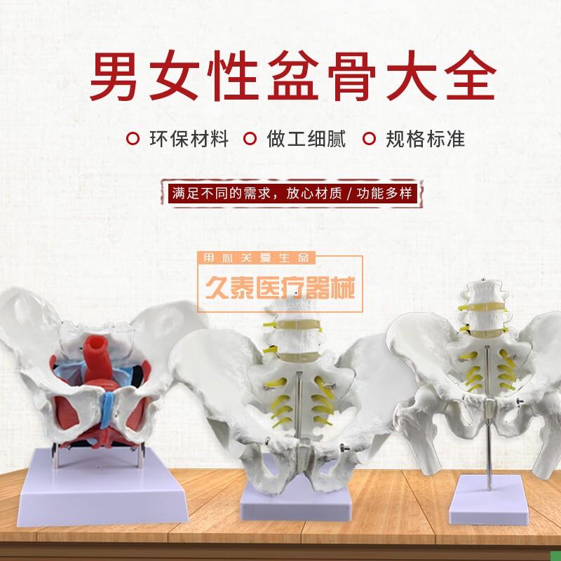 新款二五节腰椎带骨p盆尾骨模型人体骨骼新品厂家直销特价促销