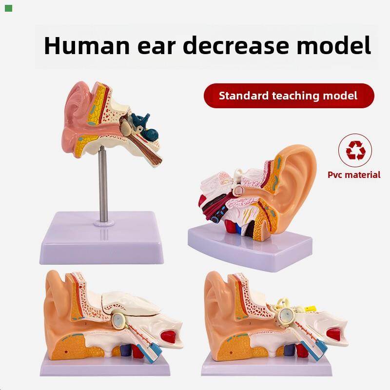 耳模型台式耳解剖模型外耳中耳内耳听觉系统器官耳结构教学医学