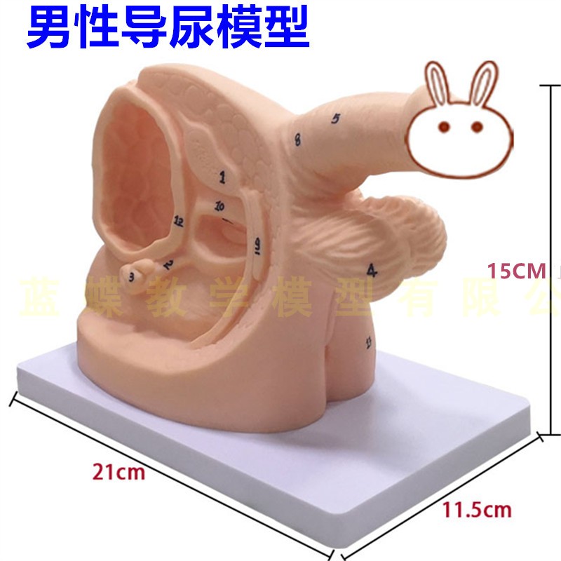 男性内外生殖器解剖及男性导尿模型 男性泌尿系统生Z殖系统模型